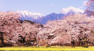 桜の名所